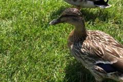 65275629_2567451923286661_8119070146154201088_n