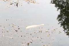 65739531_2567450973286756_7968096719940354048_n