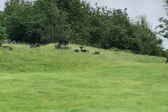 65768938_2567451353286718_1118259417721077760_n