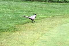 66015566_2567451469953373_6871377976252956672_n